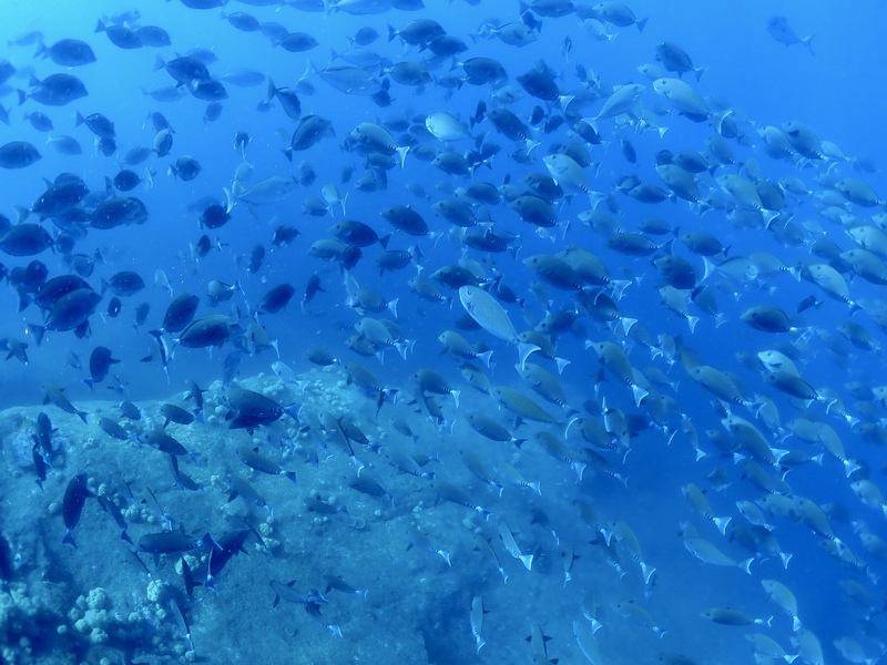 白方（シラカタ）の魚群